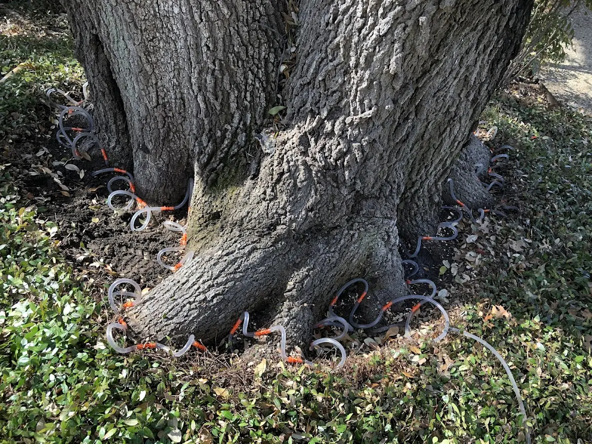 Detailed Tree Cabling and Bracing job site in Stuyvesant