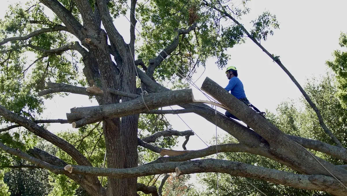 Professional Crown Thinning performed by certified arborists in Stuyvesant