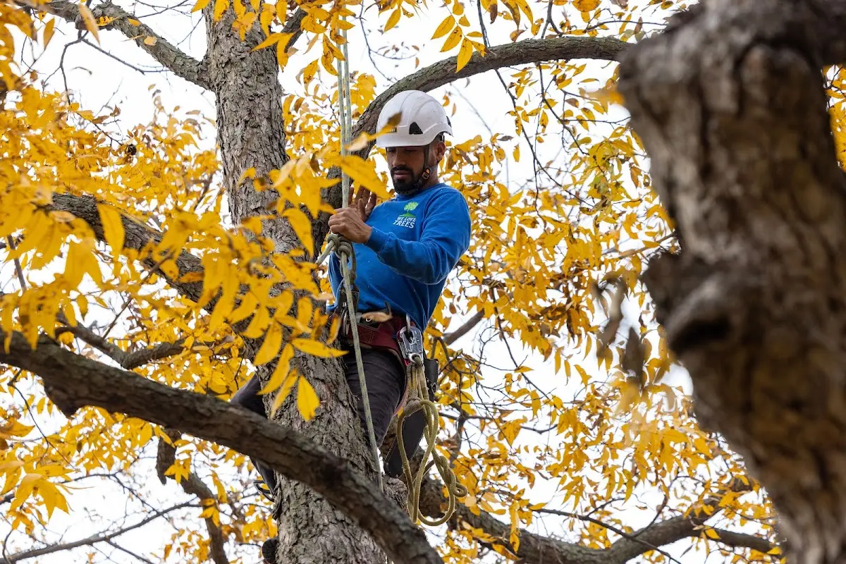 Skilled Tree Pruning crew working in Stuyvesant